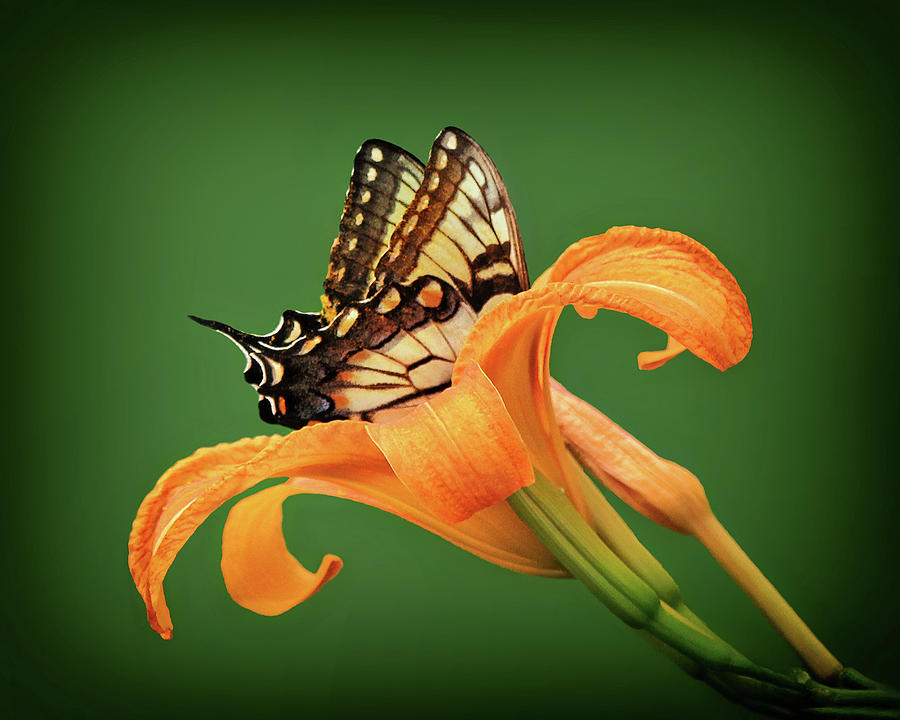 Butterfly and Daylily Photograph by Carolyn Derstine