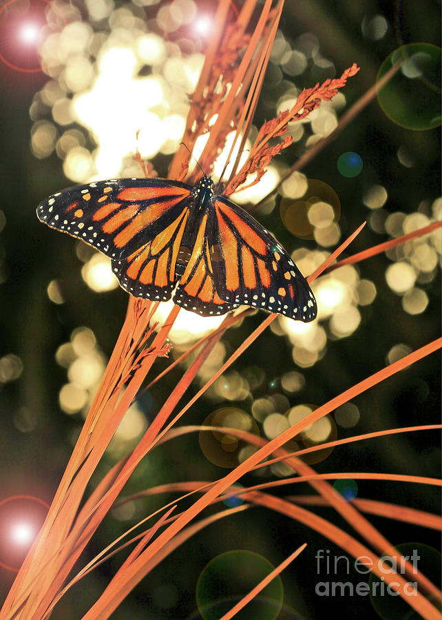Butterfly and Fairy Lights Photo Photograph by Luana K Perez
