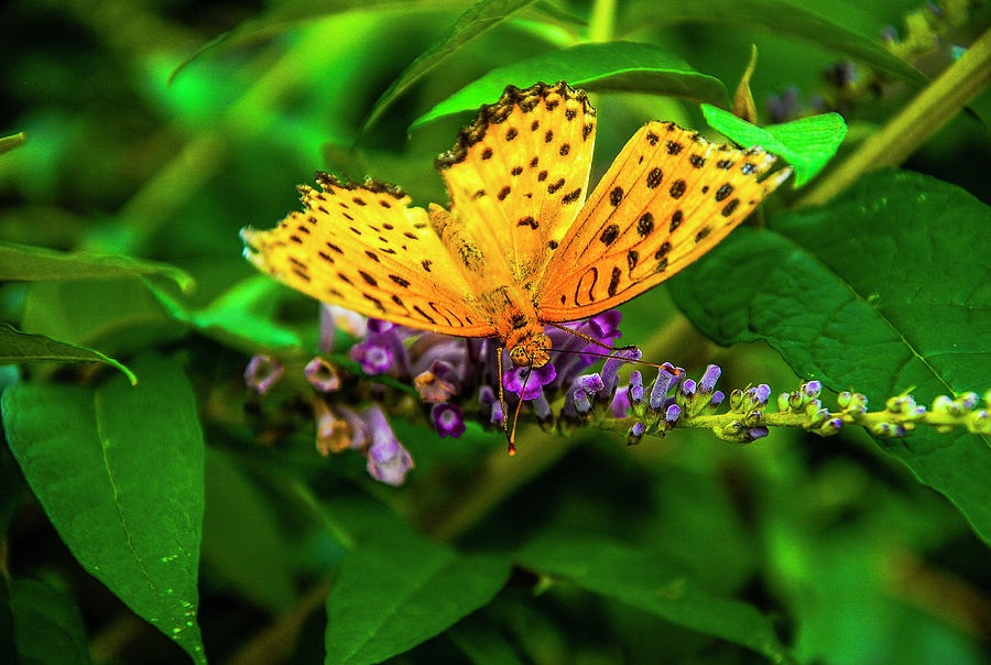 Butterfly and flower closeup Photograph by Carl Ning
