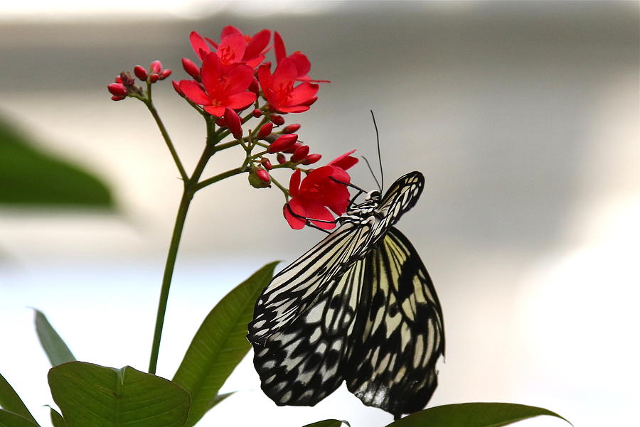 Butterfly And Flower Photograph by Denise Mazzocco