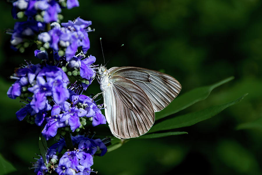 Butterfly and Flower Photograph by Jay Stockhaus