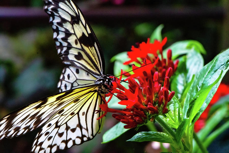Butterfly and Flower  Photograph by Joseph Caban