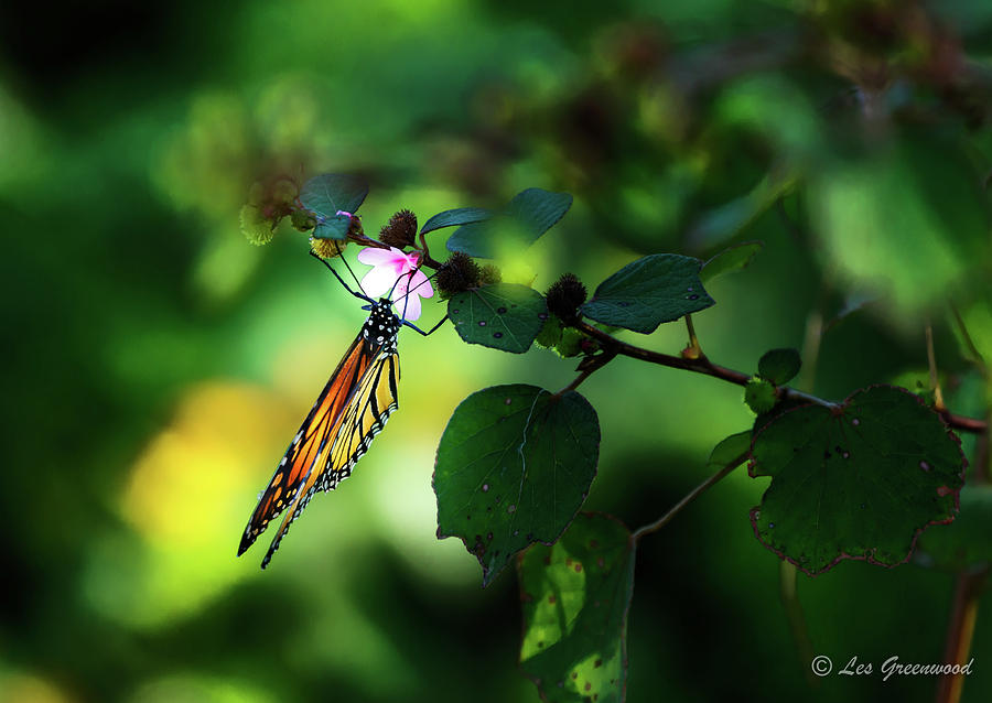 Butterfly and Flower Photograph by Les Greenwood