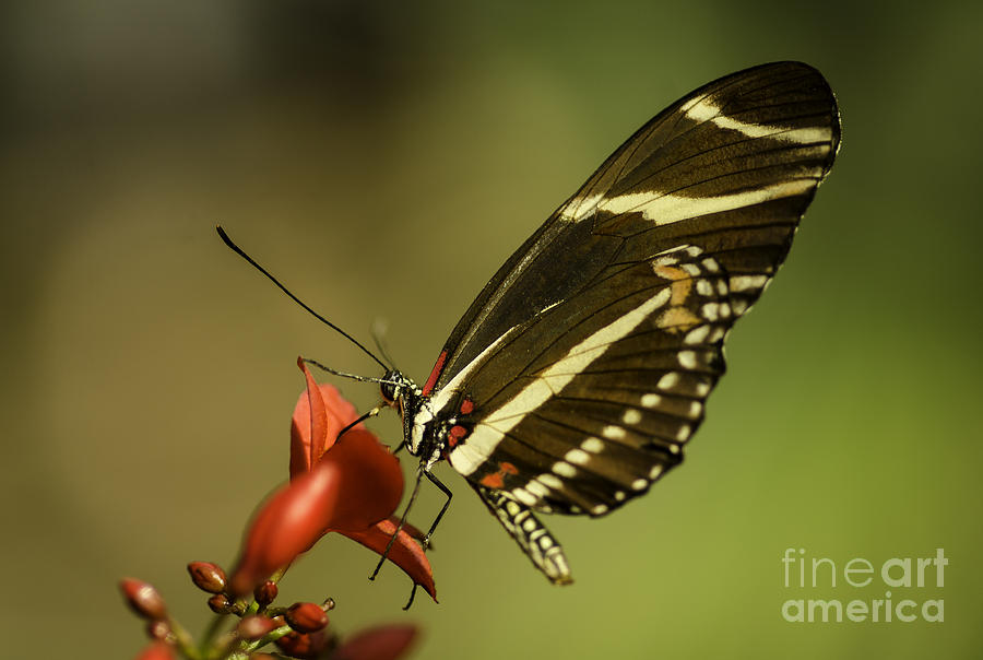 Butterfly And Flower Photograph by Nick Boren