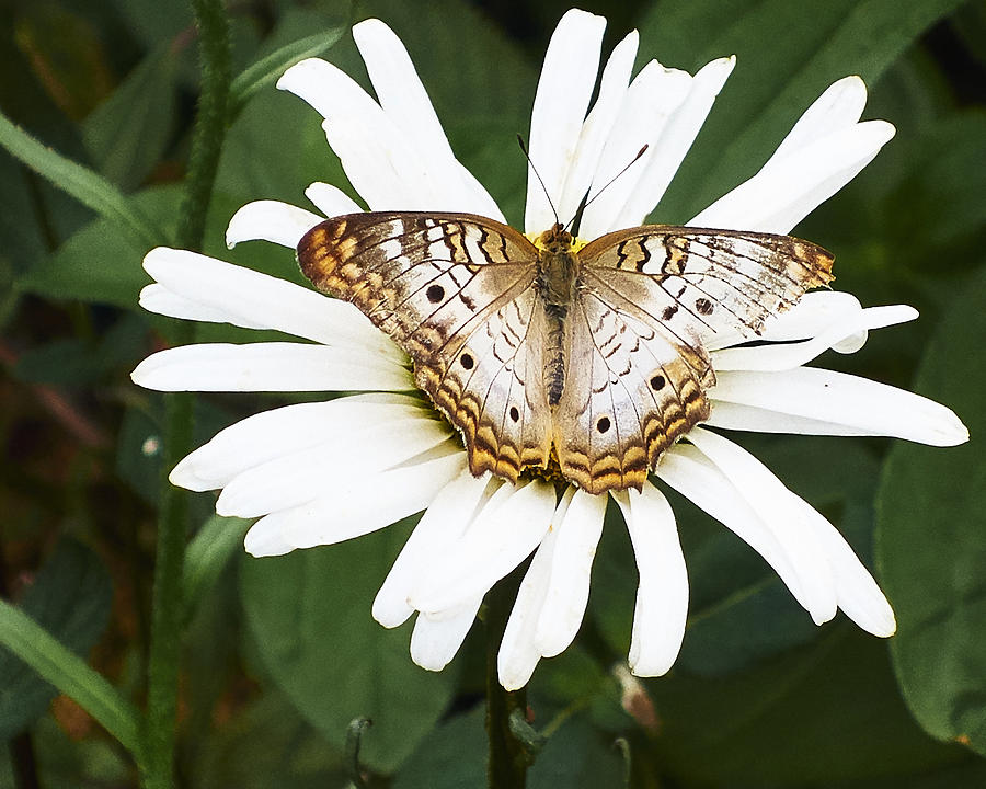 Butterfly and Flower Photograph by Steve Ondrus