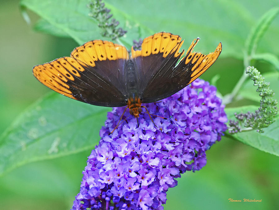 Butterfly and Flower Photograph by Thomas Whitehurst