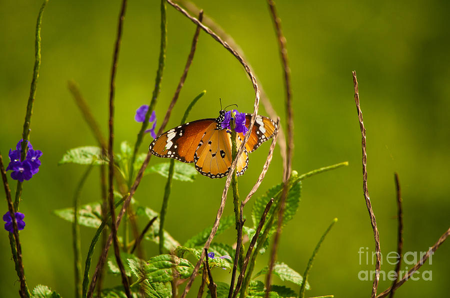 Butterfly and Flower Photograph by Venura Herath