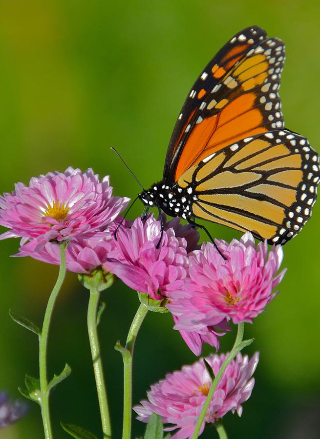 Butterfly and Flowers 5 Photograph by Stacey Willis - Fine Art America