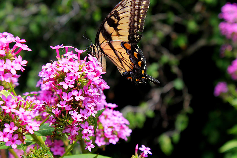 Butterfly And Flowers Photograph