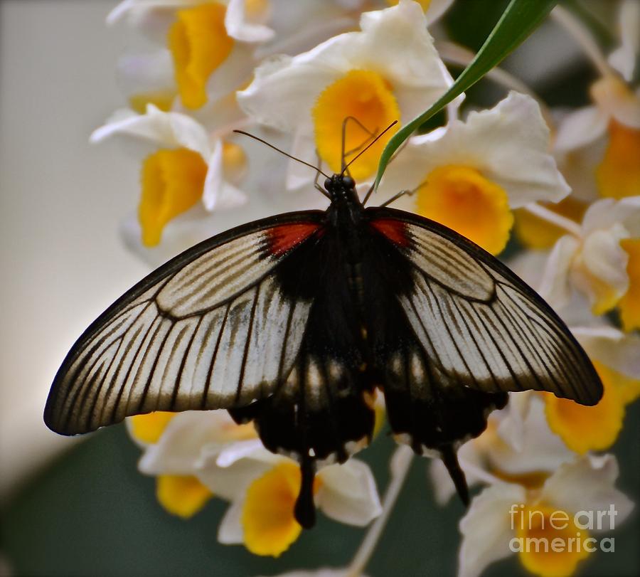 Butterfly Photograph - Butterfly and Flowers by Stephanie  Bland