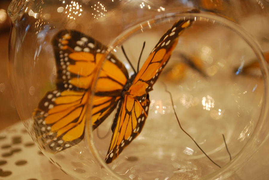 Butterfly and Glass Photograph by Emily Page