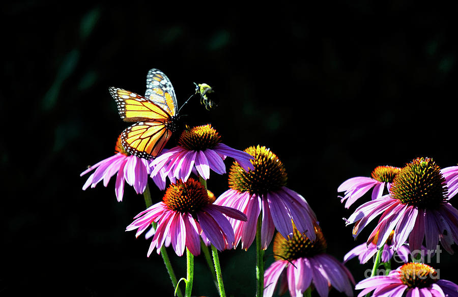 Butterfly And Honey Bee Meeting On Coneflower Photograph by Charline Xia