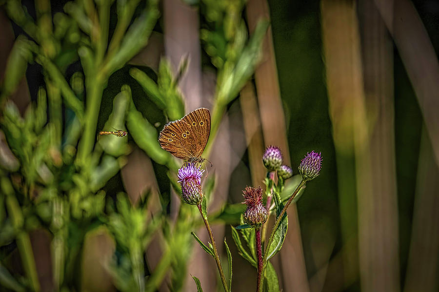 Butterfly And Hoverfly  #h8 Photograph