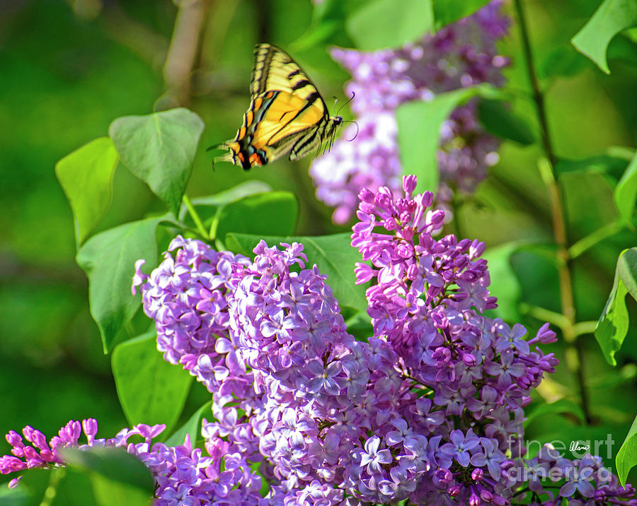 Butterfly and Lilac Photograph by Alana Ranney