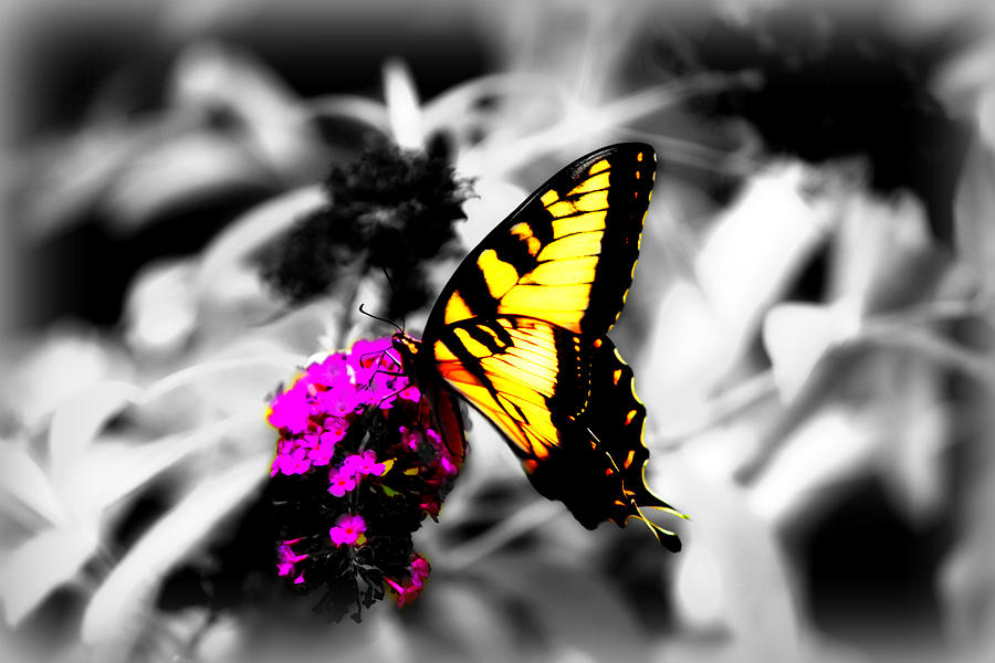 Butterfly Photograph - Butterfly And Lilac by Tina Meador Butterfly Photograph - Butterfly And Lilac by Tina Meador