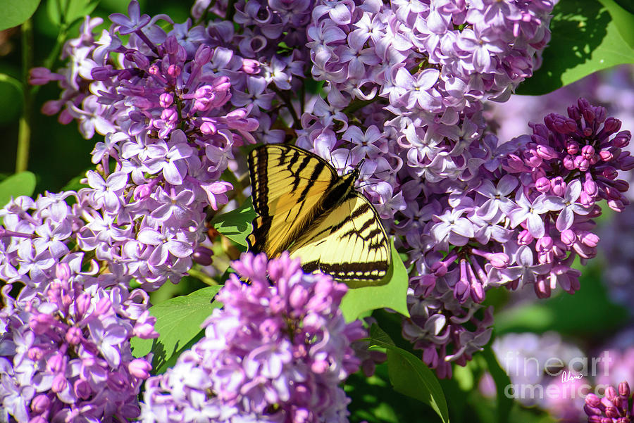 Butterfly And Lilacs Photograph