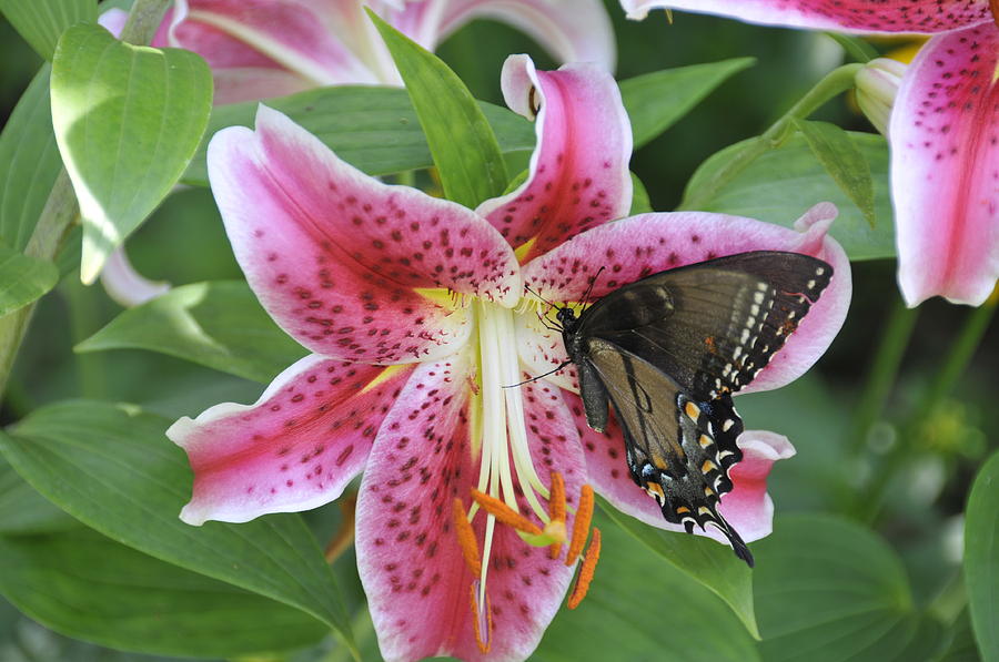 Butterfly and Lilly Photograph by David Arment
