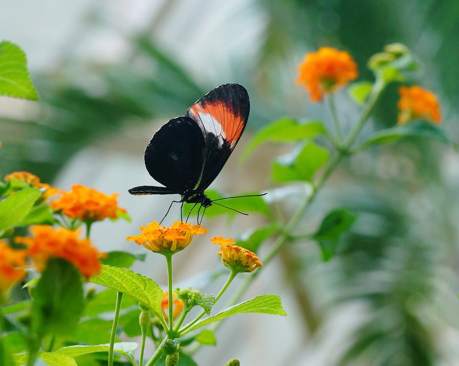 Butterfly and Orange Flowers Photograph by Mike Murdock