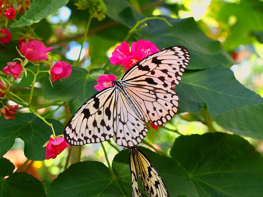 Butterfly Photograph - Butterfly and Pink Flower by Judy  Waller