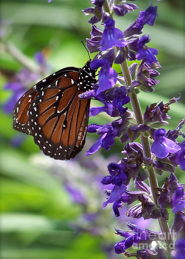 Butterfly and Purple Flowers Photograph by Carol  Bradley