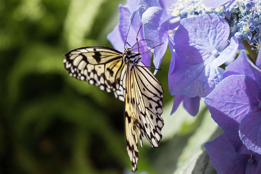 Butterfly and Purple Hydrangea Photograph by Cristina Stefan