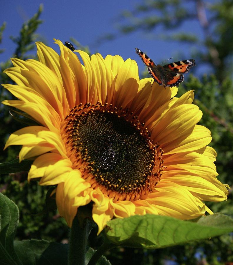 Butterfly And Sunflower Photograph by Martina Fagan