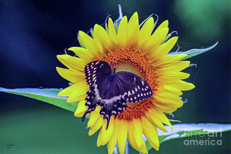 Butterfly and Sunflower - Natures Delights Photograph by DB Hayes