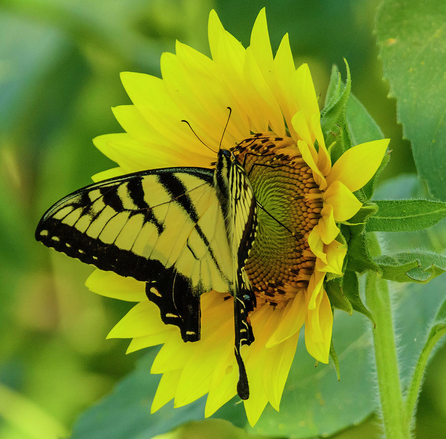 Butterfly and Sunflower Photograph by Roberta Kayne