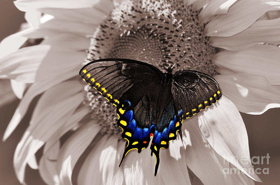 Butterfly and Sunflower Sepia Color Splash Photograph by Eric Liller