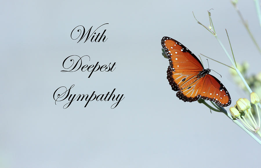 Butterfly and Sympathy Photograph by Ruth Jolly