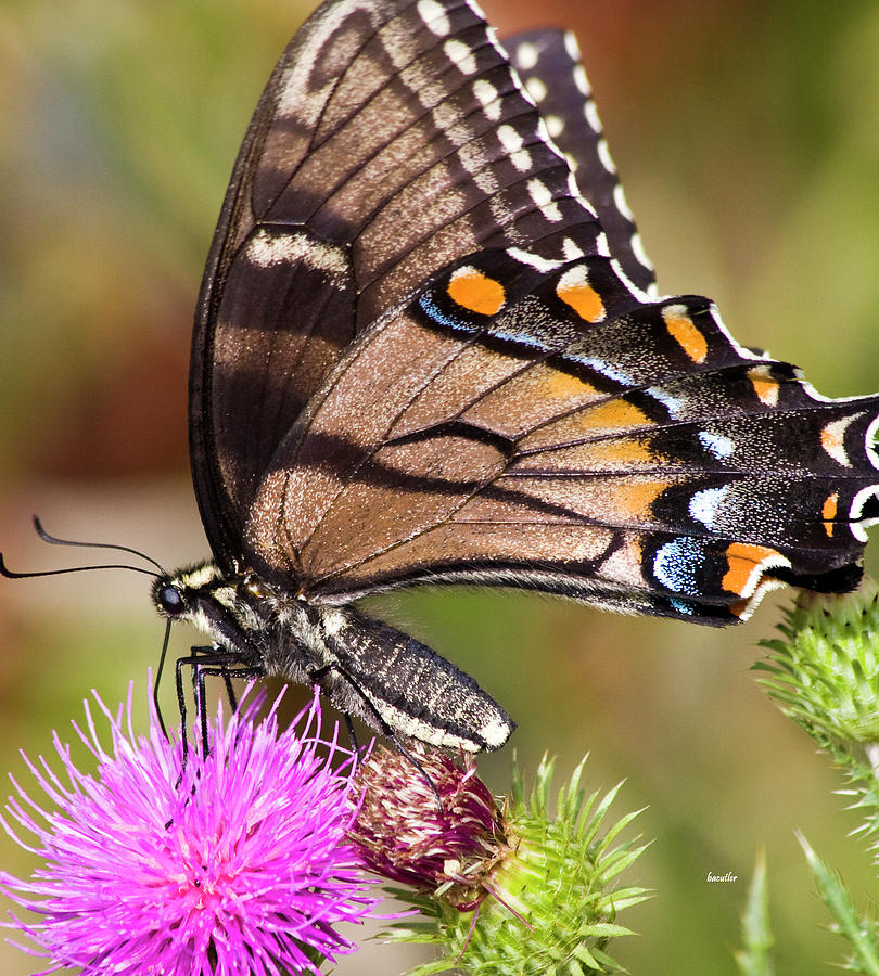 Butterfly Photograph - Butterfly and Thistle by Betsy Knapp