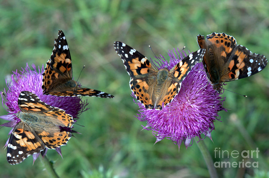 Butterfly Photograph - Butterfly and Thistles by Anjanette Douglas