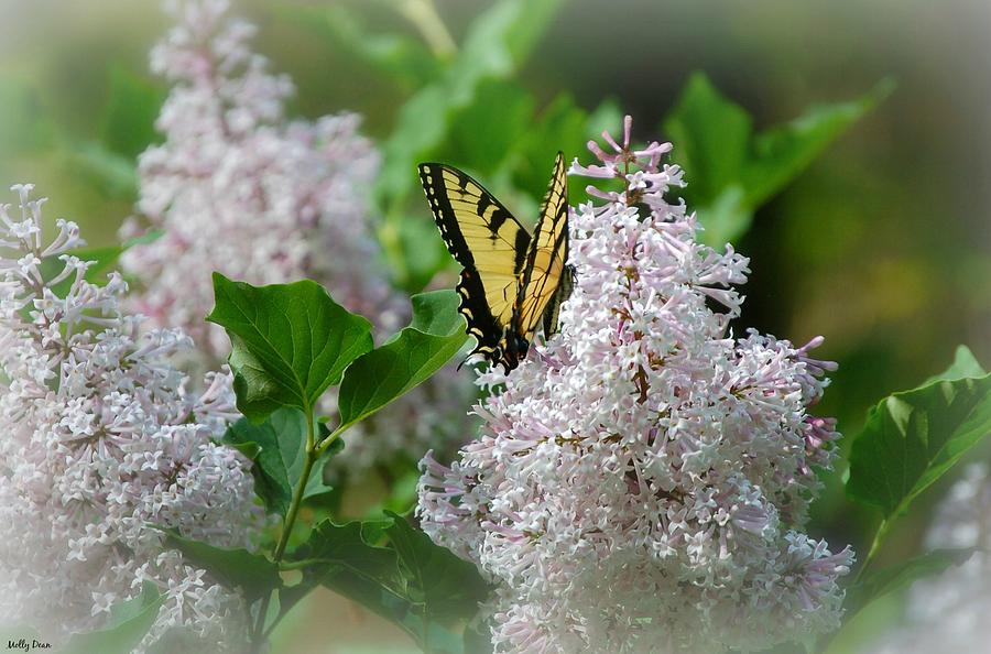 Butterfly Photograph - Butterfly and White Lilacs by Molly Dean