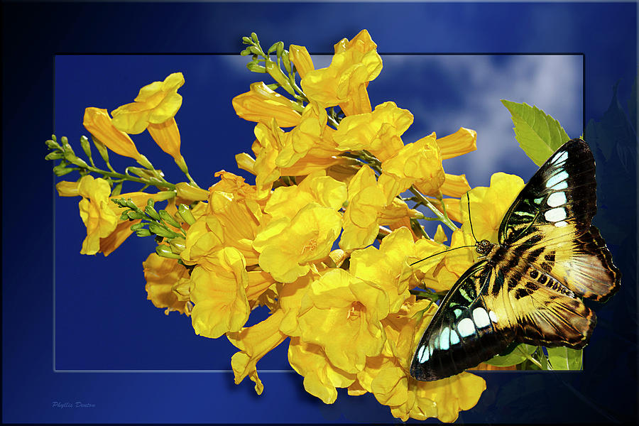 Butterfly And Yellow Bells Photograph by Phyllis Denton