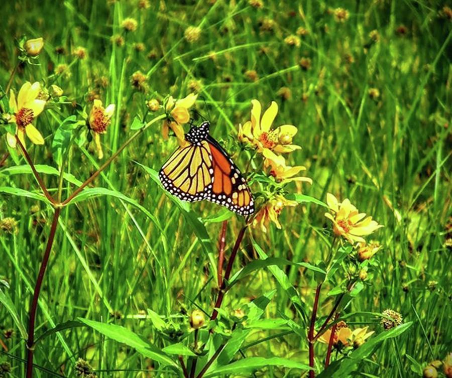 Landscape Photograph - Butterfly And Yellow by Cheray Dillon