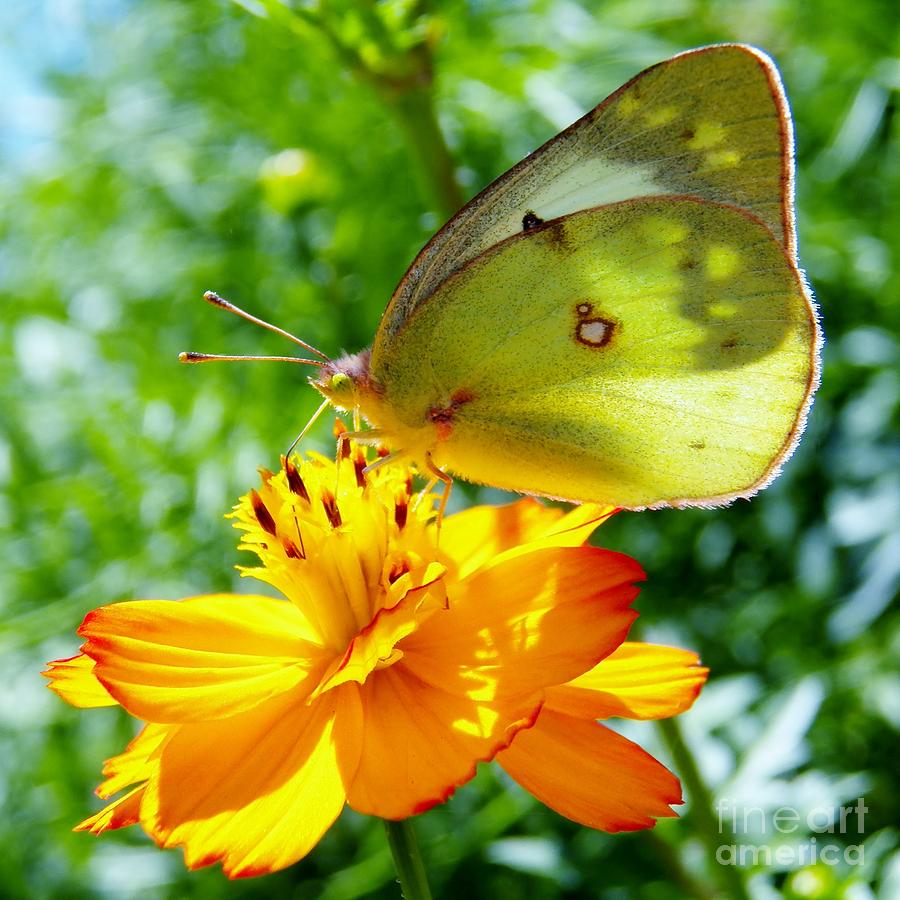 Butterfly and Yellow Cosmo Flower Photograph by Judy Via-Wolff