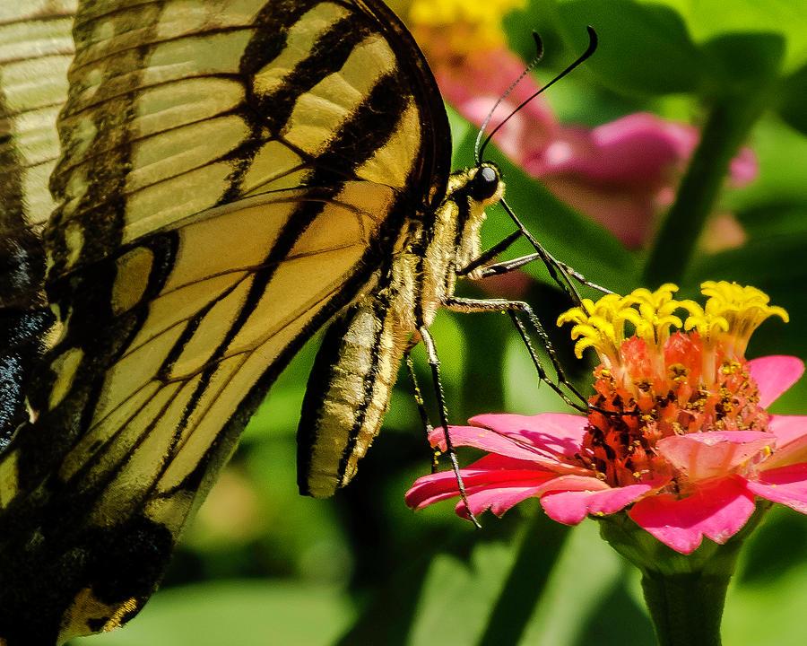 Butterfly and Zinnia Photograph by John Roach