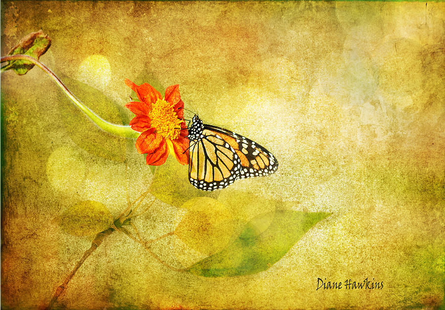 Nature Photograph - Butterfly Dance by Diane Hawkins