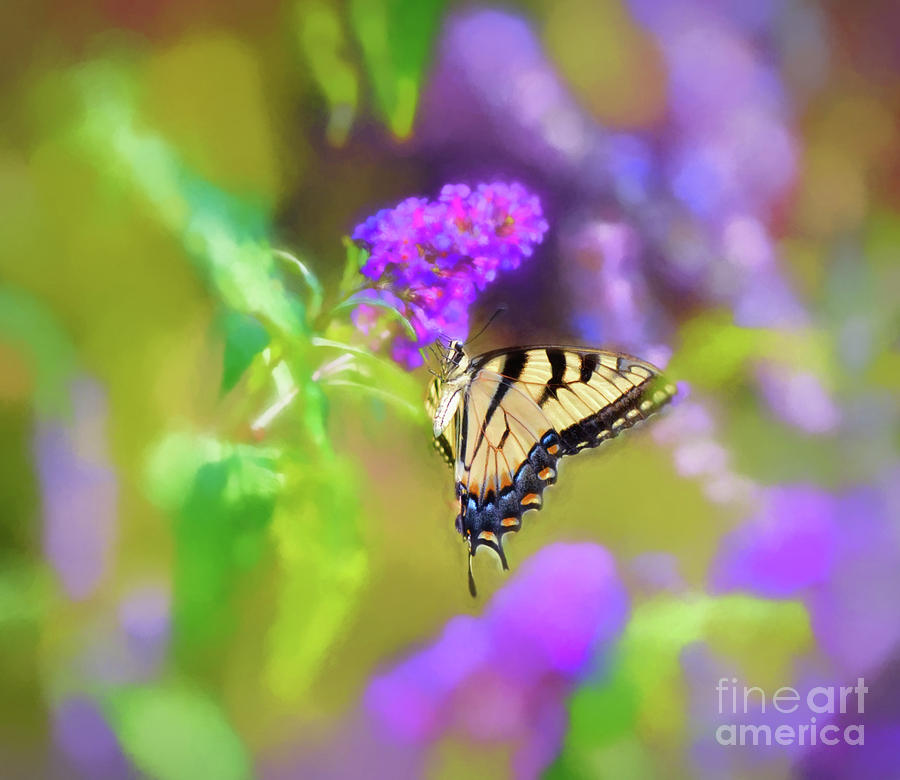 Butterfly Art - Eastern Tiger Swallowtail Photograph by Kerri Farley