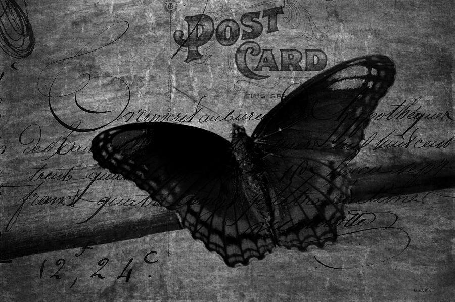 Butterfly Art French Photograph by Lesa Fine