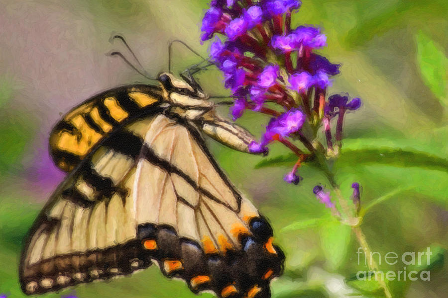 Butterfly Art Digital Art by Jill Lang