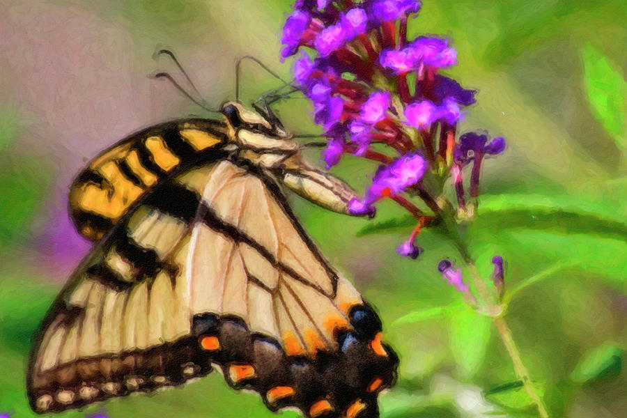 Butterfly Artwork Photograph by Jill Lang