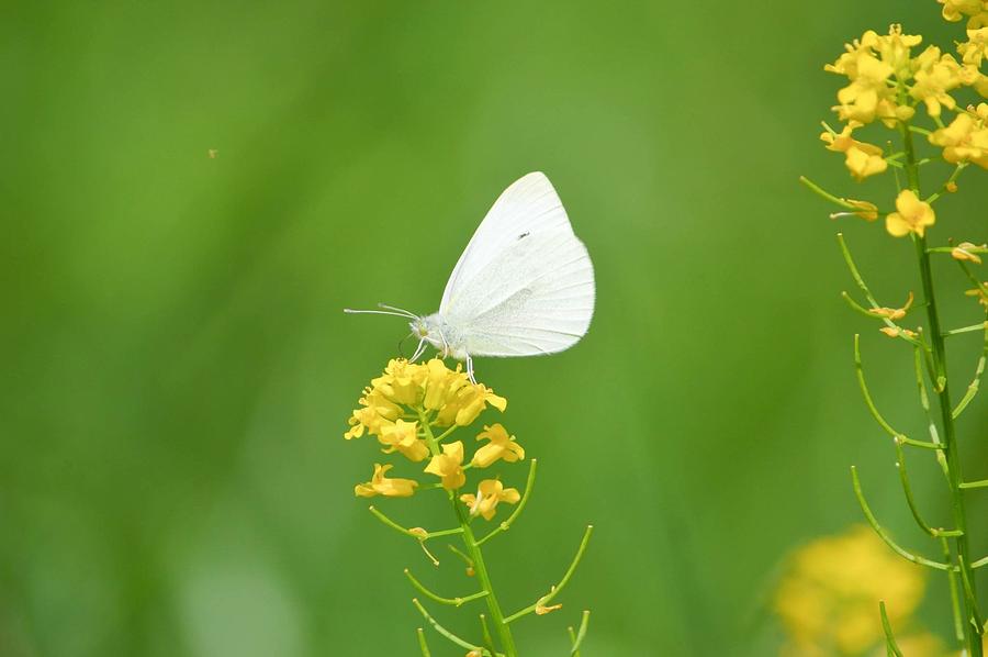 Butterfly Photograph by Ashley Sneed - Pixels