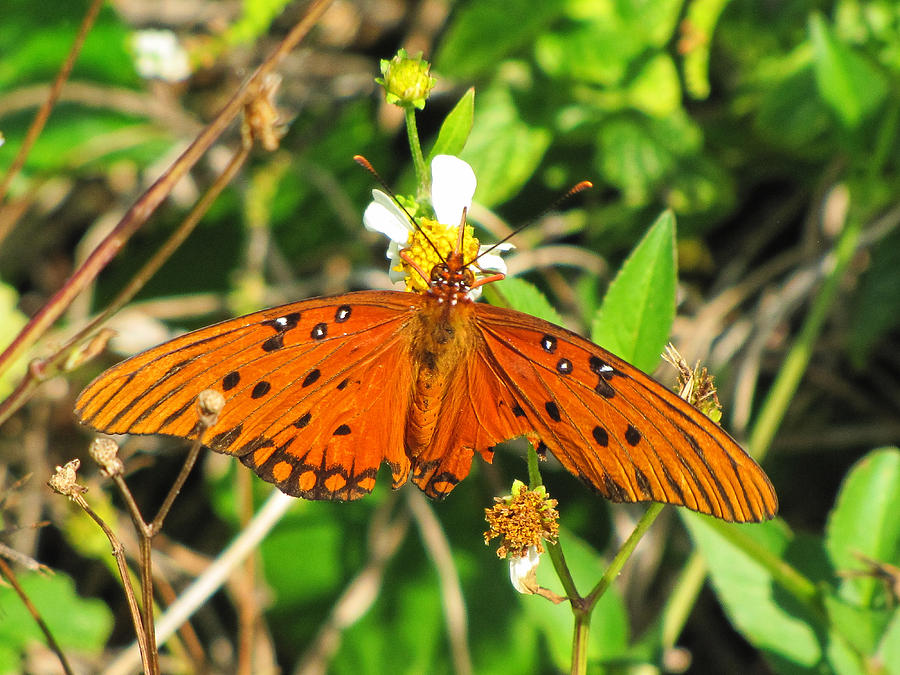 Butterfly at Canaveral National Seashore Photograph by Christopher Mercer