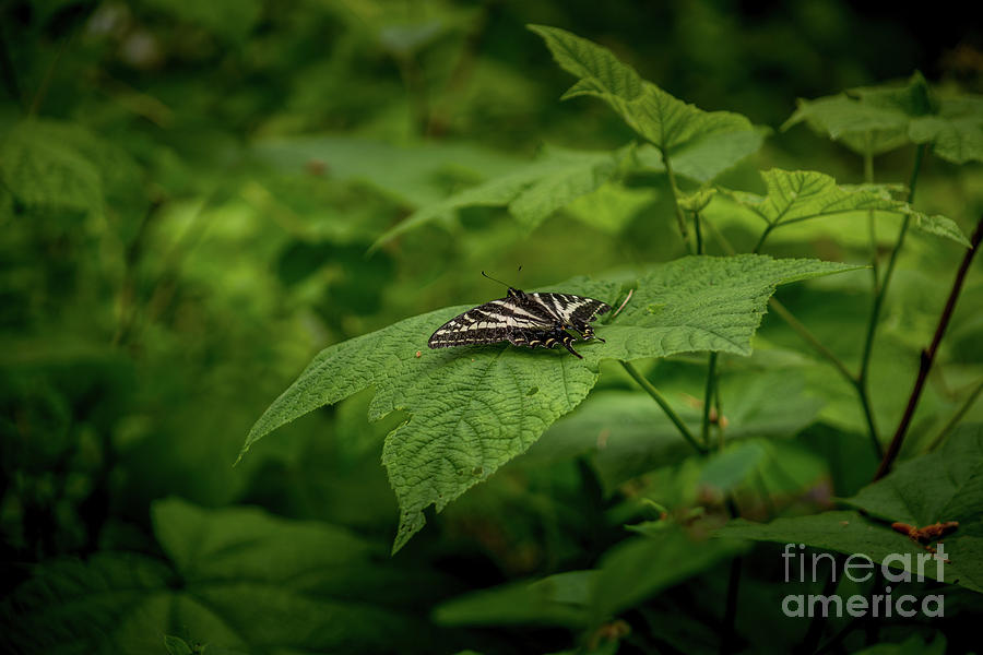 Butterfly At Rest Photograph by Matthew Nelson