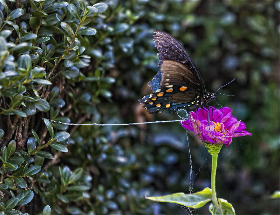 Butterfly at Rest Photograph by Robert Ullmann