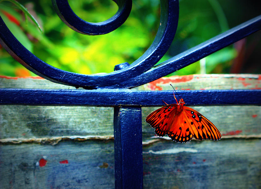 Butterfly at the Gate Photograph by Susie Weaver