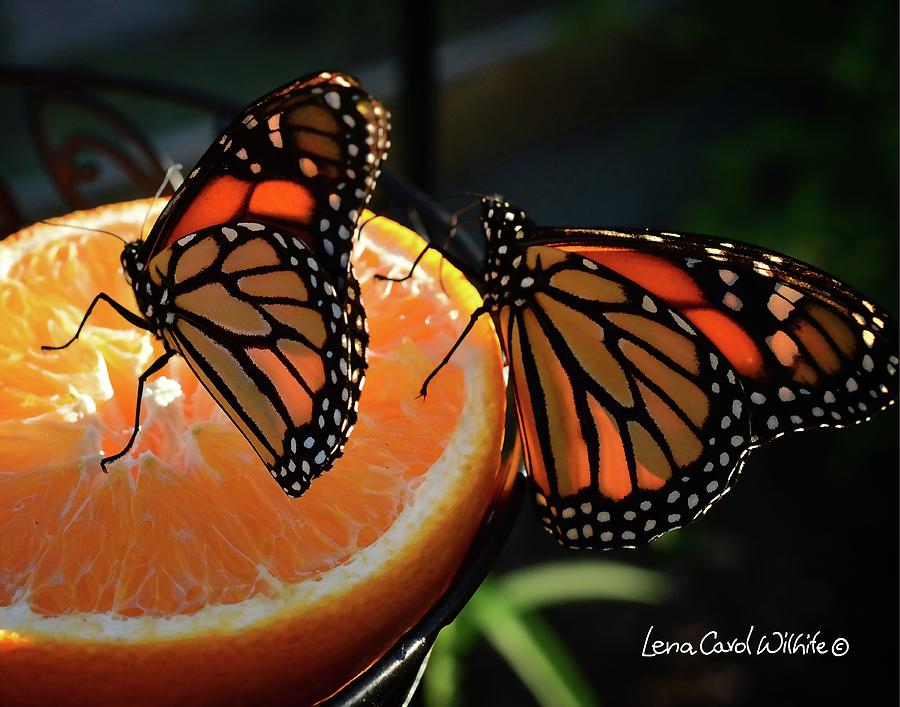 Butterfly Attraction Photograph by Lena Wilhite
