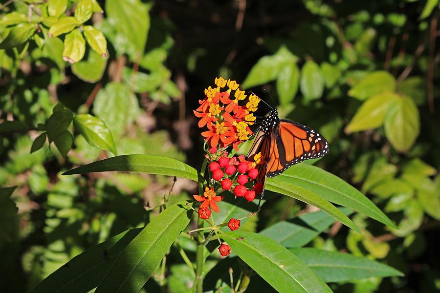 Butterfly Ballad Photograph by Michiale Schneider