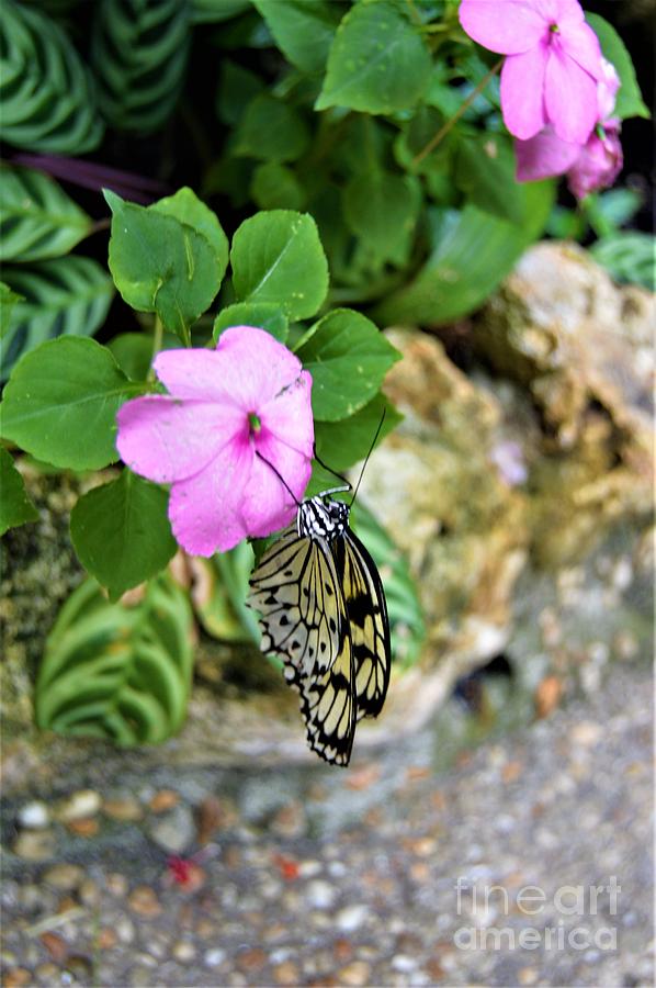 Butterfly Banquet Photograph by Brigitte Emme